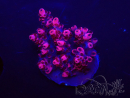 WYSIWYG RAH Acropora Golden Dragon 5O6