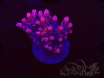 WYSIWYG RAH Acropora 5W10