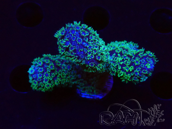 WYSIWYG RAH Acropora 5X7