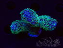 WYSIWYG RAH Acropora 5X7