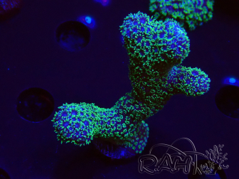 WYSIWYG RAH Acropora 5X9