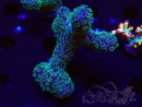 WYSIWYG RAH Acropora 5X10