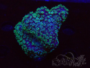 WYSIWYG RAH Acropora 5X11