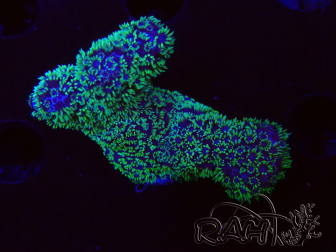 WYSIWYG RAH Acropora 5X12