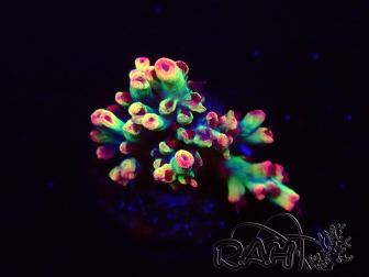 WYSIWYG RAH Acropora microclados Strawberry Shortcake 5Y1