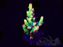 WYSIWYG RAH Acropora microclados Strawberry Shortcake 5Y3
