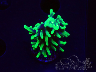 WYSIWYG RAH Acropora carduus Black Dragon 5Y10