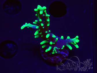 WYSIWYG RAH Acropora carduus Black Dragon 5Y11