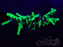 WYSIWYG RAH Acropora carduus Black Dragon 5Y12