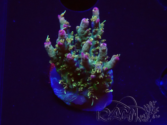 WYSIWYG RAH Acropora Golden Dragon 5O6