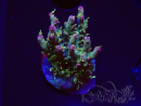 WYSIWYG RAH Acropora Golden Dragon 5O6