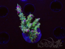 WYSIWYG RAH Acropora Golden Dragon 5O6