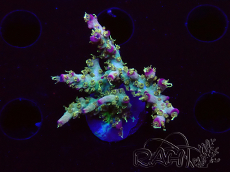 WYSIWYG RAH Acropora 5Z10