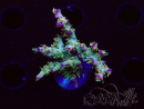 WYSIWYG RAH Acropora 5Z10
