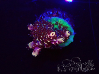 WYSIWYG TSA Acropora Prairie Fire 5ZA1