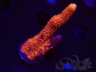 WYSIWYG WC Montipora Digitata Zebra Grafted 5ZA9