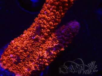 WYSIWYG WC Montipora Digitata Zebra Grafted 5ZA9