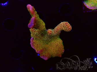 WYSIWYG - RAH Montipora Silly Salmon 1