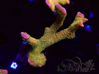 WYSIWYG - RAH Montipora Silly Salmon 4