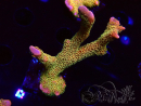WYSIWYG - RAH Montipora Silly Salmon 4