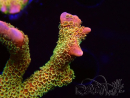 WYSIWYG - RAH Montipora Silly Salmon 4