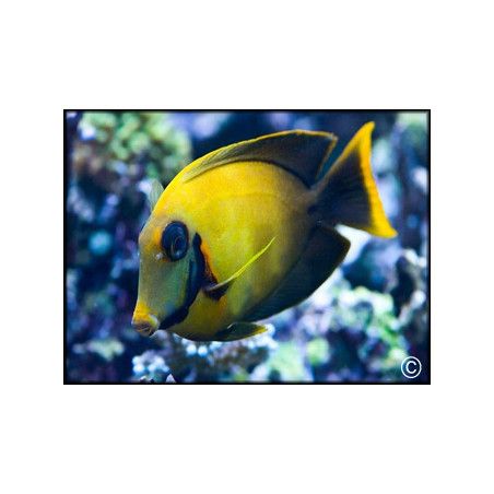 Acanthurus pyroferus