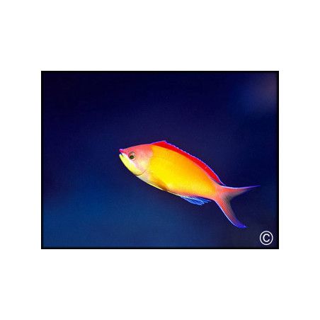 Pseudanthias dispar