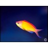 Pseudanthias dispar