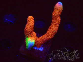 WYSIWYG WWC Montipora Contraband Digitata 5V7