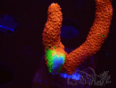 WYSIWYG WWC Montipora Contraband Digitata 5V7