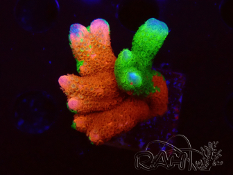 WYSIWYG WWC Montipora Contraband Digitata 5V3