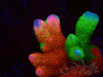WYSIWYG WWC Montipora Contraband Digitata 5V8