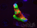 WYSIWYG WWC Montipora Contraband Digitata 5V5