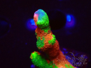 WYSIWYG WWC Montipora Contraband Digitata 5V9