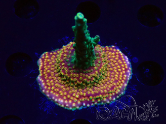 WYSIWYG Acropora Fruity Pebbles 5W1