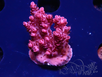WYSIWYG RAH Acropora Golden Dragon 5O6