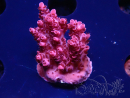 WYSIWYG RAH Acropora 5W8