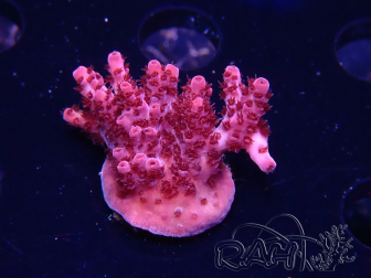 WYSIWYG RAH Acropora 5W10