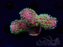 WYSIWYG RAH Acropora Golden Dragon 5O6