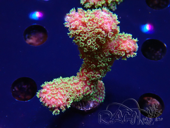 WYSIWYG RAH Acropora 5X9