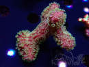 WYSIWYG RAH Acropora 5X10