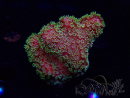 WYSIWYG RAH Acropora 5X11