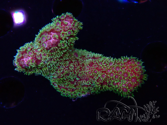 WYSIWYG RAH Acropora Golden Dragon 5O6