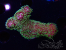 WYSIWYG RAH Acropora Golden Dragon 5O6