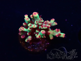 WYSIWYG RAH Acropora microclados Strawberry Shortcake 5Y1