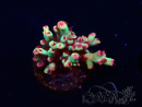 WYSIWYG RAH Acropora microclados Strawberry Shortcake 5Y1