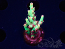 WYSIWYG RAH Acropora microclados Strawberry Shortcake 5Y3