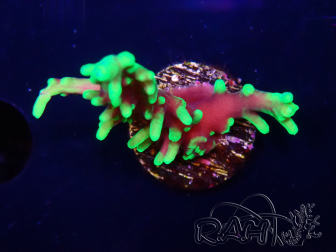 WYSIWYG RAH Acropora carduus Black Dragon 5Y11