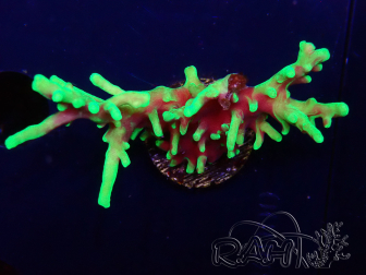 WYSIWYG RAH Acropora carduus Black Dragon 5Y12