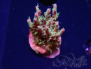 WYSIWYG RAH Acropora 5Z7